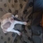 Boston  terrier  lilac  male  akc in Clemson, South Carolina