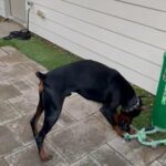 European Doberman in Dallas, Texas
