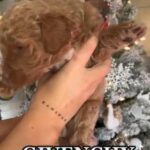 F2B Goldendoodles in Summerville, South Carolina