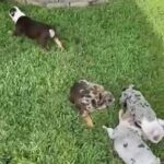 English Bulldog in Miramar, Florida