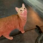 Cats For Rehoming in Vancouver, Washington