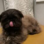 Brown Male Shih Tzu in Napa, California