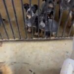 8 Weeks Blue Heeler Puppies in Decatur, Alabama