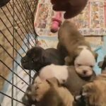 Playing With Puppies Almost Lunchtime  in Sheboygan, Wisconsin