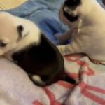 Frenchton Puppies in Cincinnati, Ohio