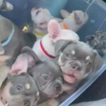 Frenchie Puppies For Sale in Orlando, Florida