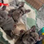 French Bulldogs 8 Weeks old in Riverside, California