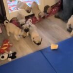 Playful Pug puppies available for Rehoming in Chandler, Arizona