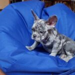 Frenchie Merle female puppy in Arizona City, Arizona