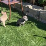 French bulldog - blue pied male in Arizona City, Arizona