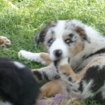 Purebred Miniature Australian Shepherds in Arizona City, Arizona