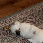 Shih Tzu and a bit Maltese in Arizona City, Arizona