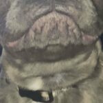 Blue French bulldog for sale in Arizona City, Arizona