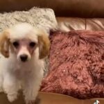 apricot/white toy poodle in Elkton, Maryland
