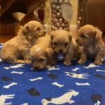 Poodle/mix in Elkton, Maryland