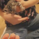 Beautiful silver Bengal kittens! in Arizona City, Arizona
