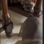 French Bulldogs in Houston, Texas