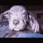 Cane Corso Pups in Albany, New York