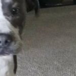 Untrained Blue in Phoenix, Arizona
