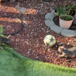 French bulldog - blue pied male in Arizona City, Arizona