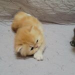 Persian kitten in Arizona City, Arizona