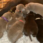 AKC labor retriever in Arizona City, Arizona