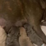 Frenchies For Sale in Dallas, Texas