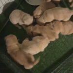 Golden Retriever Puppies At 5 Weeks Ontario,California in Ontario, California