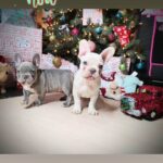 Perfect Christmas Gift French Bulldogs in Los Angeles, California