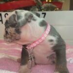 English Bulldog Female in Los Angeles, California