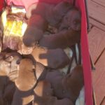 Chocolate Labrador puppies needing a forever home in Arizona City, Arizona
