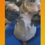 English Bulldog Puppy in Los Angeles, California