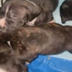 Pitbull Puppies For Sale in Buffalo, New York