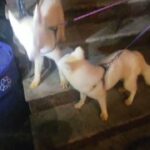 purebreed husky with papers Brooklyn nyc $900 in New York City, New York