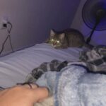 kitten for sale! in Arizona City, Arizona