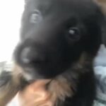 German Shepard in Forney, Texas
