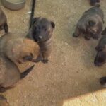 pastor belga malinois in Rosamond, California