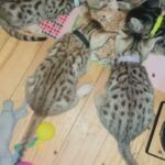 Bengal Kittens in Stockton, California
