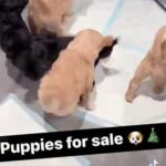 Goldendoodles For Sale in El Sobrante, California