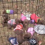 Chocolate Labrador puppies needing a forever home in Arizona City, Arizona