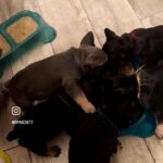 French bulldogs in Arizona City, Arizona