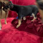 Miniature Rat Terrier Puppies in Arizona City, Arizona