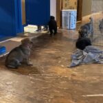 AKC registered German shepherd puppies in Arizona City, Arizona