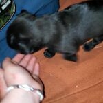 Adorable tiny chocolate pug pup in Arizona City, Arizona