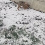 6 mo old fully trained Mini Australian Shepherd for sale! in Arizona City, Arizona