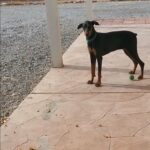 Josie Dobie in Arizona City, Arizona