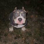 American bully in Arizona City, Arizona