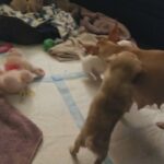 Chihuahua puppies for sell 250 each 2 females/tan and br 2 males/white in Arizona City, Arizona