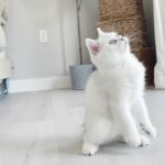 British Shorthair Kitten in Arizona City, Arizona