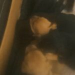 Adorable chihuahua puppies in Arizona City, Arizona